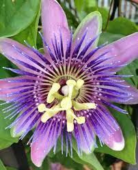 Pin On Plants Purple