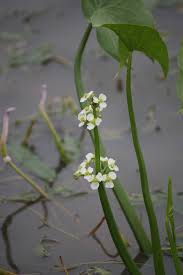 Image result for Limnophyton