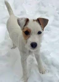 Hana The Parson Russell Terrier Parson Russell Terrier Jack Russell Jack Russell Terrier