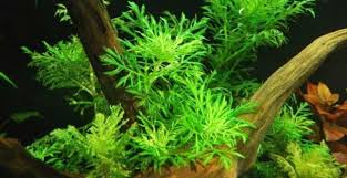 Itulah beberapa jenis tumbuhan aquascape tanpa co2 yang harus anda siapkan untuk aquascape anda. 17 Jenis Tanaman Aquascape Tanpa Co2 Yang Mudah Ditemukan Diesekitar Kita Wisteria Tanaman Jenis