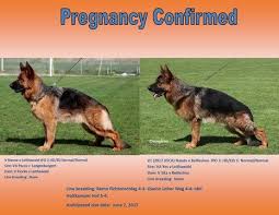 German Shepherd Dog Puppy For Sale In Dothan Al Adn 30467 On Puppyfinder Com Gender Male Age On T German Shepherd Puppies Shepherd Puppies German Shepherd