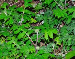 Image result for Hydrophyllaceae