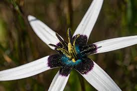 Image result for Hypoxidaceae