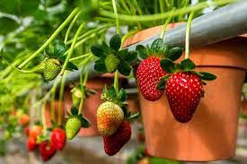 Strawberry taste is quite sour but all and all, i love it. Genting Highlands Strawberry Farm E Batu Caves Tour De Kuala Lumpur 2021 Quala Lumpur