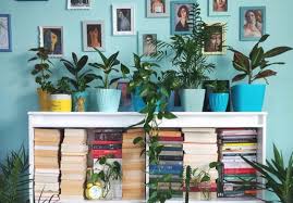 Tanaman hias biasa ini paling mudah dirawat dan bisa diletakkan di mana saja. 5 Tanaman Obat Yang Bisa Untuk Tanaman Hias Rumahmu Kumparan Com