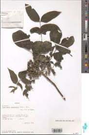 Image result for Fagaropsis