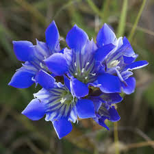 Image result for Rhynchosia micrantha