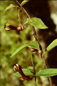 Image result for Ceropegia racemosa