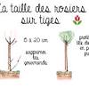 Voici quelques précieuses recommandations pour tailler correctement les rosiers, et ce, quel que. 1