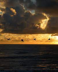 Pin On Natura 01 Aus Aquatiques