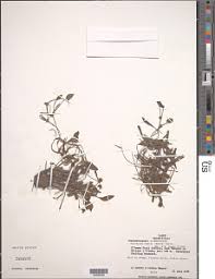 Image result for Limnophyton angolense