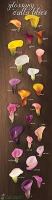 C354e85ca525df23072f5473a4b92183 Jpg 702 2687 Green Wedding Flowers Calla Lily Colors Calla Lily Wedding