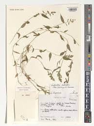 Image result for Panicum trichocladum