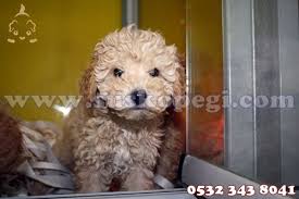 Toy Poodle Yavrulari 0532 343 8041 Http Www Suskopegi Com Toypoodle Yavru Htm Sus Kopekleri Toy Poodle Minyatur Poodle Olarakta Anilan Poodle Kopek Tintin