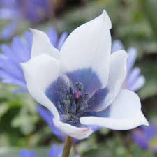 Image result for Tinnea coerulea