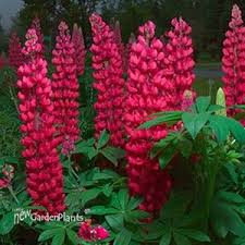 Check out our zone 6 perennials selection for the very best in unique or custom, handmade pieces from our shops. Red Lupine Zones 4 5 6 Zone 4 Perennials Flowers Perennials Perennials