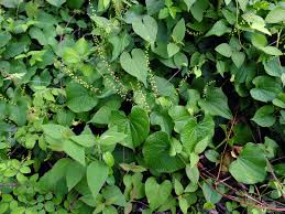 Image result for Dioscorea minutiflora