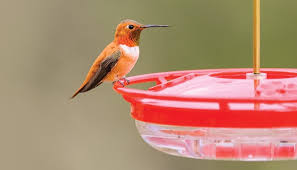 Whether you want something small to. Nectar Feeders Wild Birds Unlimited Wild Birds Unlimited