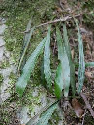 Image result for Loxogramme