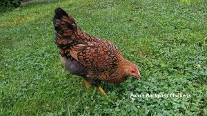 They have more body mass, thus making them fit for consumption. Pam S Backyard Chickens Chicken Breeds Made In America