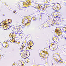 Maybe you would like to learn more about one of these? Contaminated Cell Lines Throw Thousands Of Studies Into Question