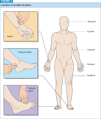 Figure 1 From Neurovascular Assessment Semantic Scholar