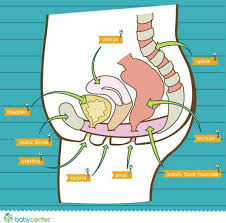 Pelvic Rehab Therapy Help For Uncomfortable Postpartum Symptoms Babycenter Pelvic Floor Physical Therapy Pelvic Floor Therapy