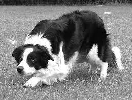 Kimberley ponders 'aversive conditioning' urban deer