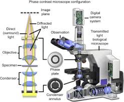 Optical Microscope An Overview Sciencedirect Topics