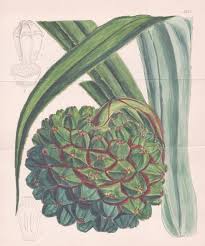 Image result for Pandanus candelabrum