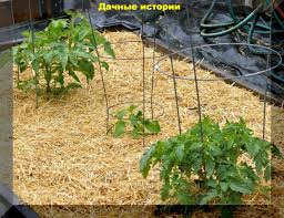 Мульча из опилок: польза или вред? Влияние на почву и растения