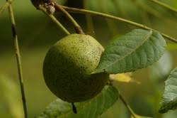 These balls grow are worthwhile considering their cheap prices relative to abundant rewarding attributes that guarantee superb value for money. Sweet Gum Trees And Their Spiky Seed Balls