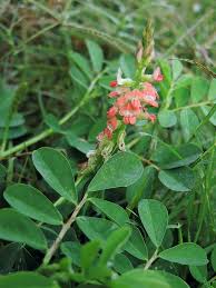 Image result for Indigofera spicata