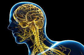 Nervous system stock photos and images. Central Nervous System Tumors A Challenge For Navigators And Patients Oncology Nurse Advisor
