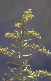 Image result for Suaeda monoica