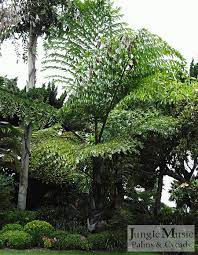Caryota Gigas Thai Mountain Giant Palm Black Trunk Fishtail