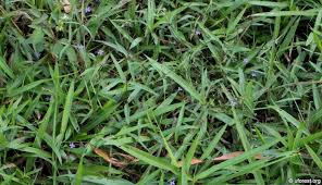 Image result for Oldenlandia affinis