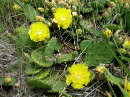Growing cactus indoors isn't challenging. Eastern Prickly Pear Cactus Ontario Ca