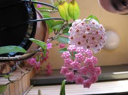 The plant has thick leaves of green, rimmed with white and red. How To Care For And Propagate The Hoya Plant Rope Plant Dengarden