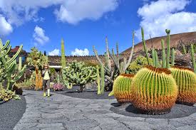 Cactus garden jardin de cactus in lanzarote island. Jardin De Cactus Lanzarote 2021 Horario Precio Y Ubicacion Go Lanzarote
