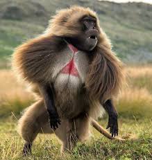 Monkey Weird Animals Animals Beautiful Unusual Animals