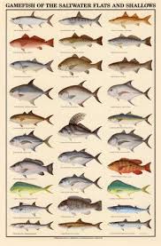 Gulf Coast Saltwater Fishing Fish Fish Chart Saltwater