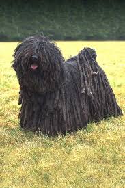 The hungarian puli origins more than 1200 years ago, the original magyar tribes the health of the hungarian puli in great britain written by lesley cook the hungarian puli is a breed. Husse Uk Hungarian Puli Dog Who Has One Of These Beauties Facebook