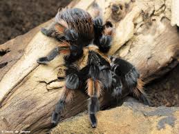 Image result for Emilia brachycephala