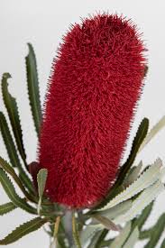 Image result for Banksia attenuata