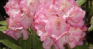 Rhododendron Viennese Waltz Lem S Cameo X Pink Petticoats A 1 5m High Shrub Bred By Lofthouse Of Canada In The 1970s Viennese Waltz Rhododendron Photo