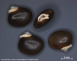 Image result for Ophrestia