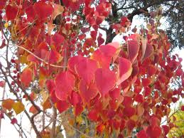 Red flowering trees in southern california. These Trees Offer The Most Colorful Leaves In The Fall For Southern California Gardeners Orange County Register