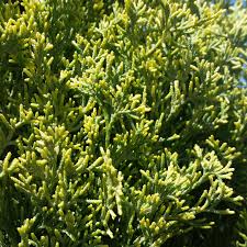 Image result for Cupressus sempervirens