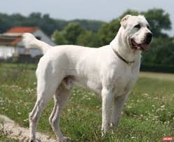 Alabay Alabai Akbas Livestock Guardian Dog Kangal Dog Really Big Dogs